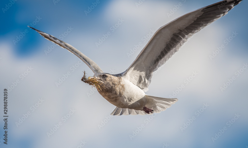Slaty-Backed Gull, Formal Name:Larus schistisagus Slaty-Backed Gull, Formal Name:Larus schistisagus