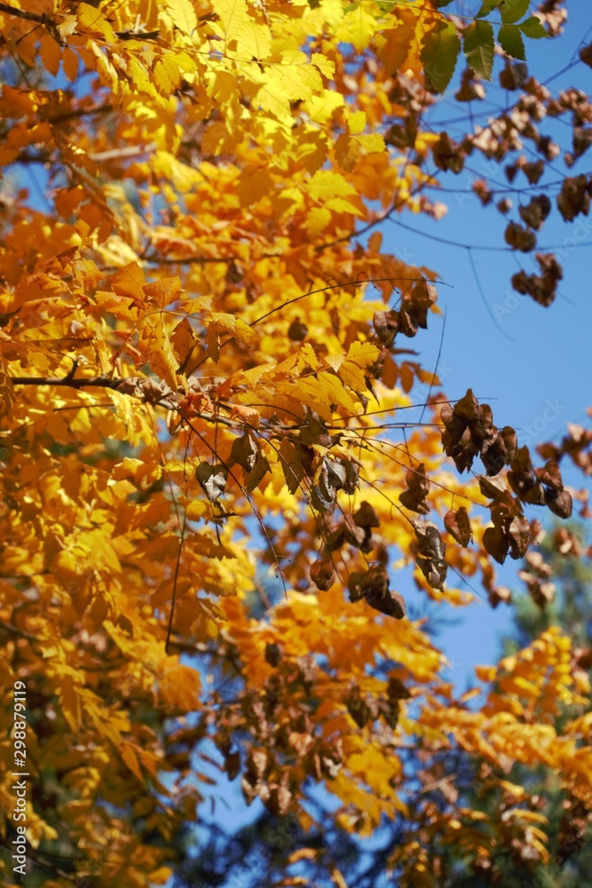 Autumn Yellow Leaves