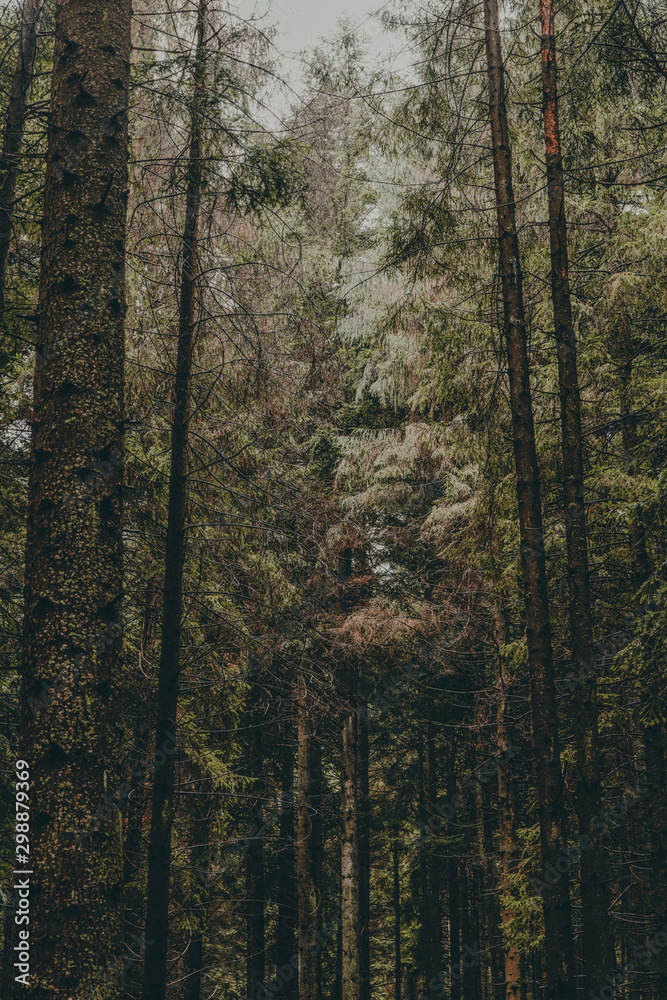 Fototapeta premium trees in forest