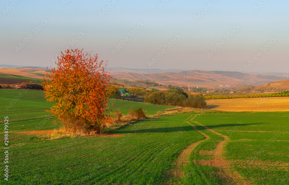 autumn rural landscape with trees and blue sky