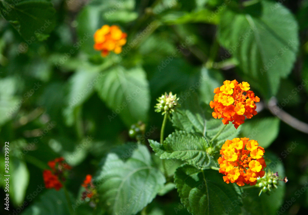 multicolored lantana flowers in tropical garden multicolored lantana flowers in tropical garden