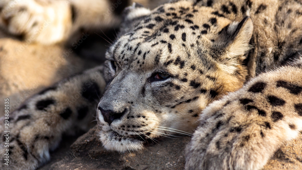 close up portrait of a sleepy snow leopard close up portrait of a sleepy snow leopard