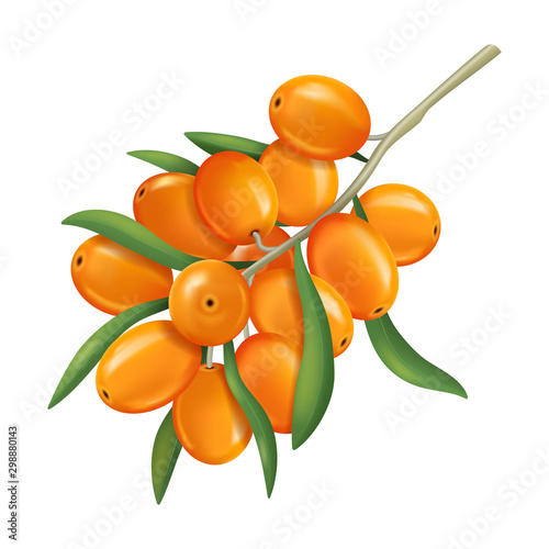 Realistic 3d Detailed Orange Sea Buckthorn Berries on a Branch. Vector