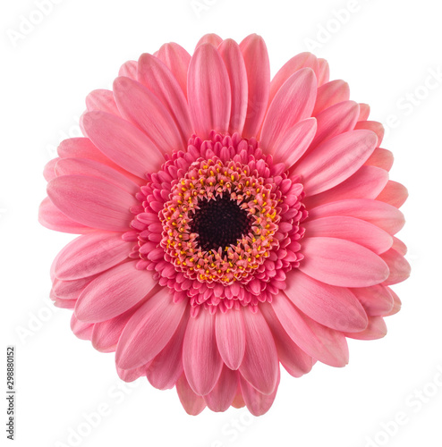 Pink Gerbera flower