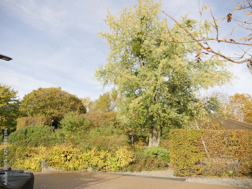 Naklejka premium Bäume am Himmel