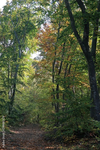 Fototapeta Naklejka Na Ścianę i Meble -  Autumn forest on Shumen plateau (Bulgaria)