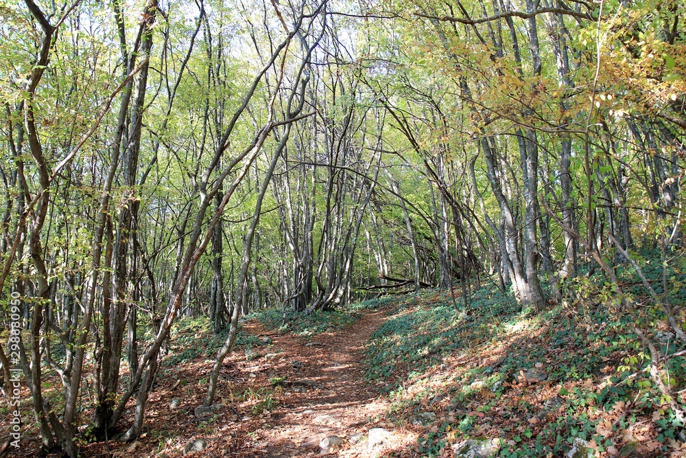 Fototapeta premium Autumn forest on Shumen plateau (Bulgaria)