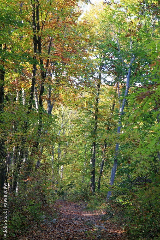 Obraz premium Autumn forest on Shumen plateau (Bulgaria)