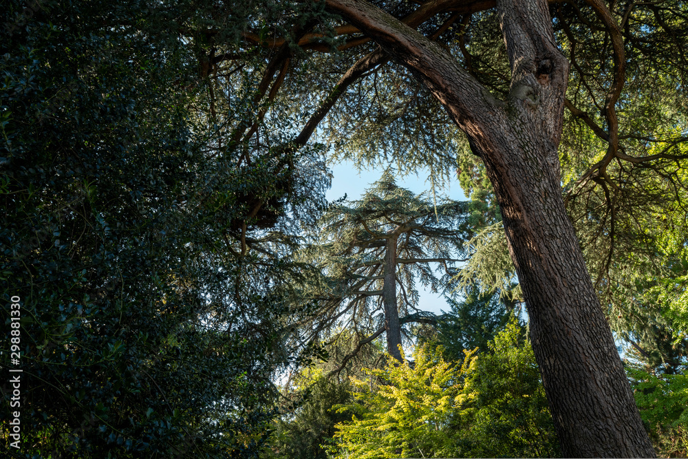 Obraz premium arbres du jardin Lecoq 5