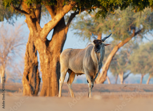 Common Eland - Taurotragus oryx also the southern eland or eland antelope, savannah and plains antelope found in East and Southern Africa, family Bovidae and genus Taurotragus photo