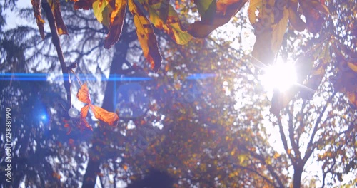 Autumn leaves, trees and park during midday shot in anamorphic slow motion 4K. Shot in anamorphic, it will need to be squeezed vertically or desqueezed horizontally by a factor of 1,25x photo