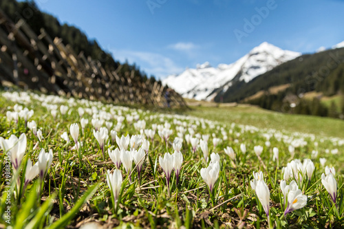 Frühling in den Alpen (Krokusse blühen)