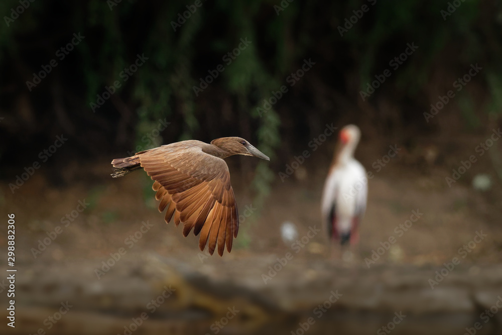 Obraz premium Hamerkop - Scopus umbretta medium-sized brown wading bird. It is the only living species in the genus Scopus and the family Scopidae