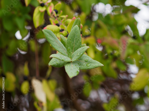 Wallpaper Mural Feuilles ovales bordurées de rouge en automne du chèvrefeuille du Japon (Lonicera japonica) Torontodigital.ca