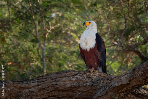 African Fish-eagle - Haliaeetus vocifer  large species of white and brown eagle found throughout sub-Saharan Africa, national bird of Namibia, Zimbabwe, Zambia, and South Sudan photo