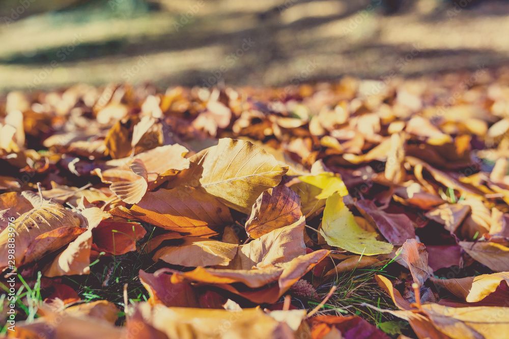 fallen leaves on the ground in the park in autumn for background or texture use. Natural autumn background. fallen leaves on the ground in the park in autumn for background or texture use. Natural autumn background.
