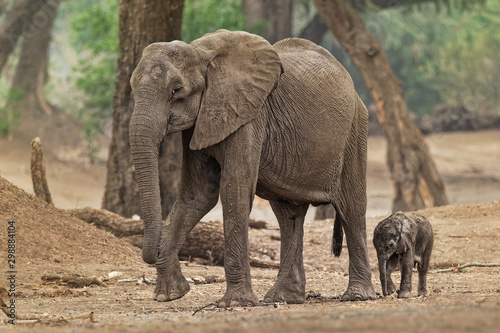 African Bush Elephant - Loxodonta africana small baby elephant with its mother  drinking  sucking milk  walking and eating leaves in Mana Pools in Zimbabwe