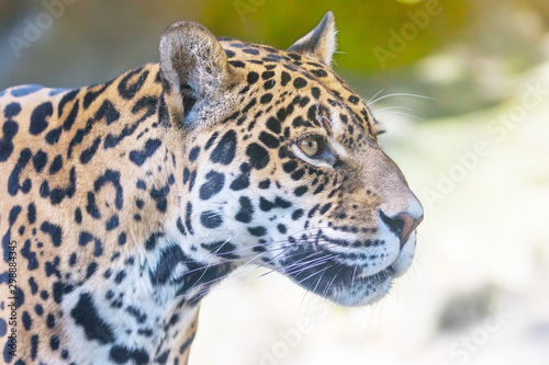 Portrait of the American jaguar looking ahead closeup outdoors. Horizontally.  © frank11