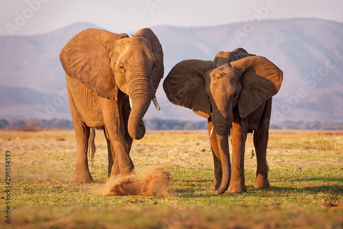 African Bush Elephant - Loxodonta africana pair two elephants on the Zambezi riverside, Mana Pools in Zimbabwe near Zambia mountains