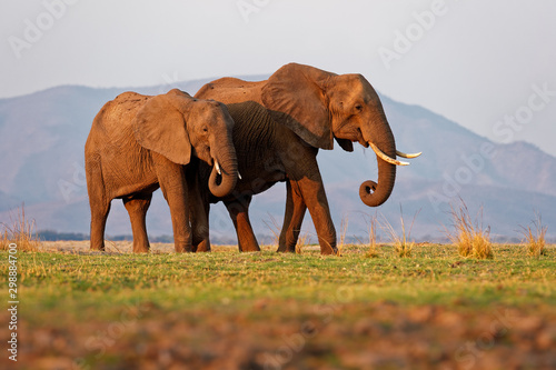 African Bush Elephant - Loxodonta africana pair two elephants on the Zambezi riverside, Mana Pools in Zimbabwe near Zambia mountains