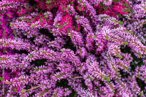 Backdrop floral background, pink heather calluna top view. Beautiful autumn flower, bouquet from magenta heather blossom