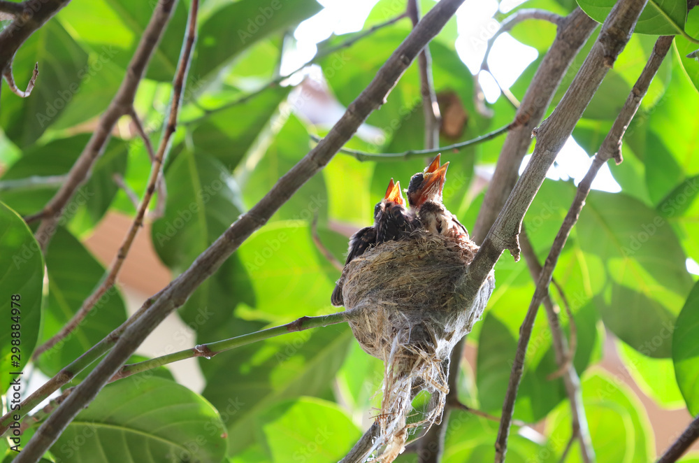 Closeup of twins baby fantail birds in the nest on tree branch under green leaves in sunny day. Closeup of twins baby fantail birds in the nest on tree branch under green leaves in sunny day.