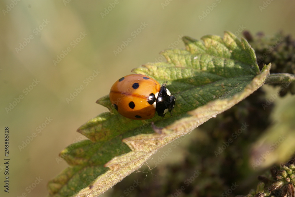 Obraz premium ladybug on a nettle leaf
