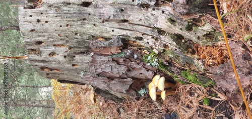 Silvetre mushroom in full nature in the sunlight photo