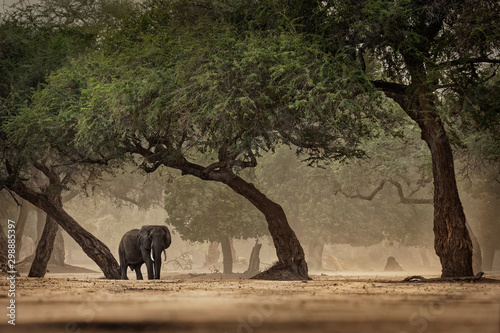 Canvastavla African Bush Elephant - Loxodonta africana in Mana Pools National Park in Zimbab