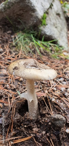 Silvetre mushroom in full nature in the sunlight