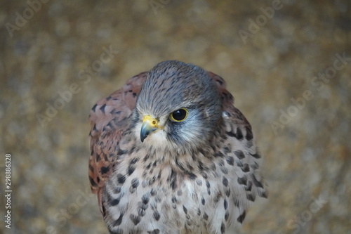Kestrel