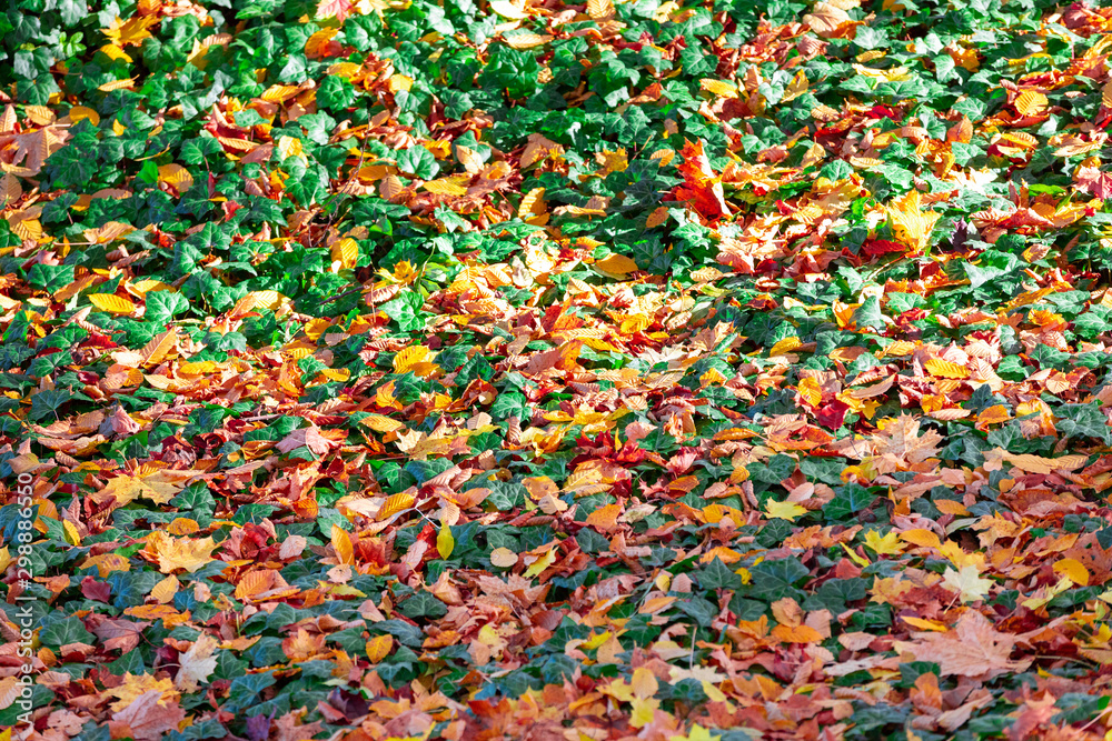 Fototapeta premium fallen leaves on the ground in the park in autumn for background or texture use. Natural fall concept, autumn pattern background.