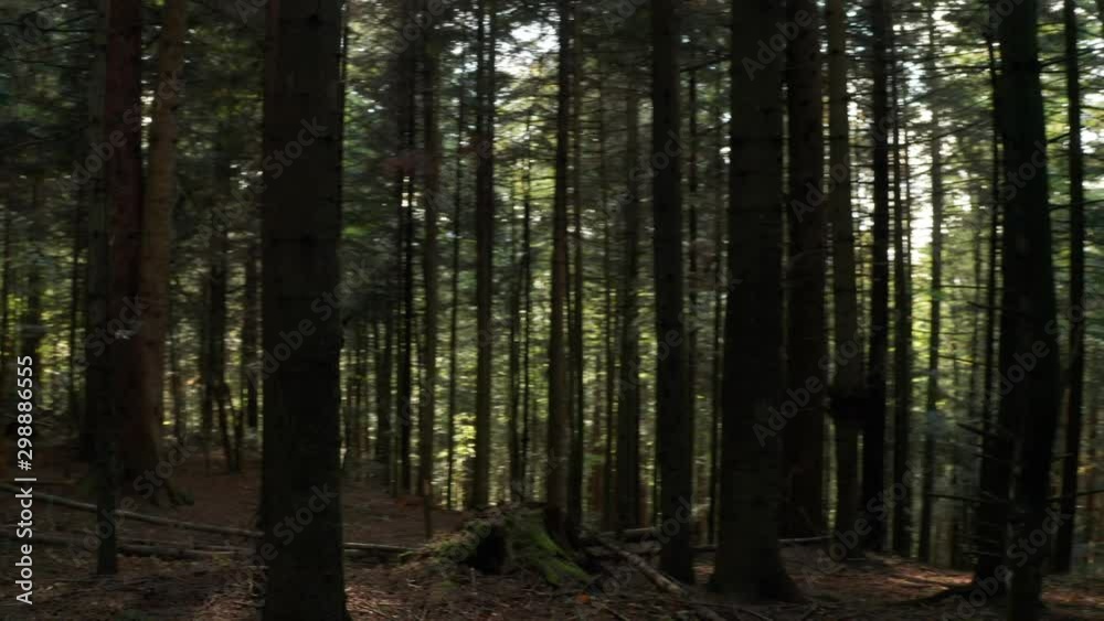 Wild pine forest . Moving between trees in beautiful sunny morning just after sunrise. Wild pine forest . Moving between trees in beautiful sunny morning just after sunrise.