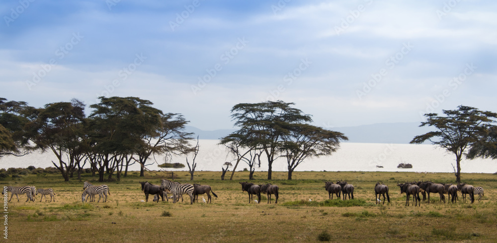 Wildebeests and zebras in Amboseli. Kenya wildlife.