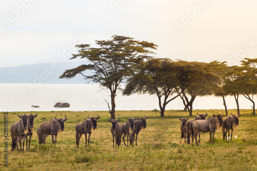 Wildebeest migration and zebras in Naivasha, Amboseli.