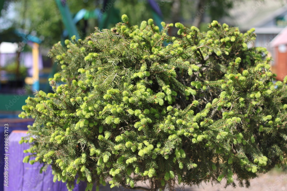 branches, and spruce and pine trees, a beautiful background