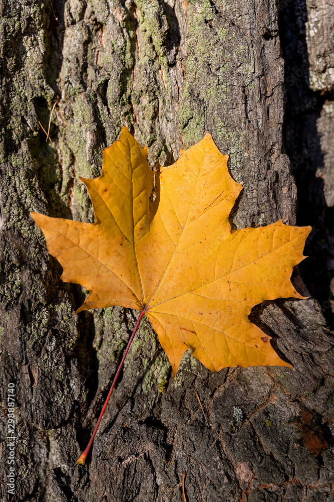 yellow maple leaf on tree trunk, fall concept yellow maple leaf on tree trunk, fall concept