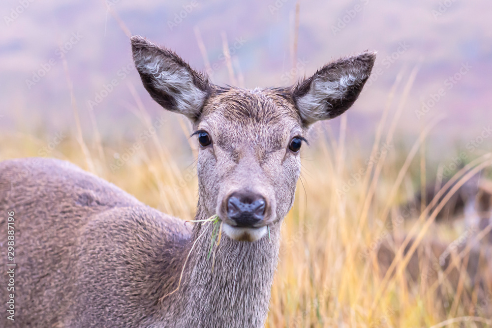 Close up portrait of deer grazing in Scottish highlands.