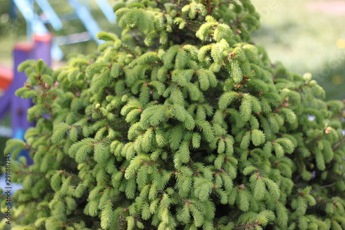 branches  and spruce and pine trees  a beautiful background