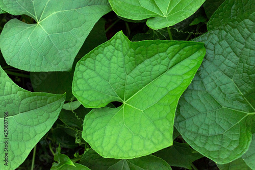 green cucumber leaves, background texture