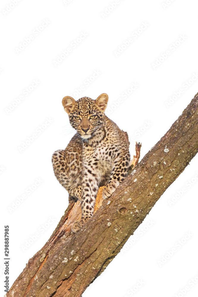Leopard cub in a tree, Masai Mara National Reserve, Kenya Leopard cub in a tree, Masai Mara National Reserve, Kenya