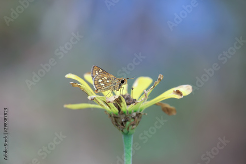 pretty butterfly Rhopalocera skiper suck flower essence photo