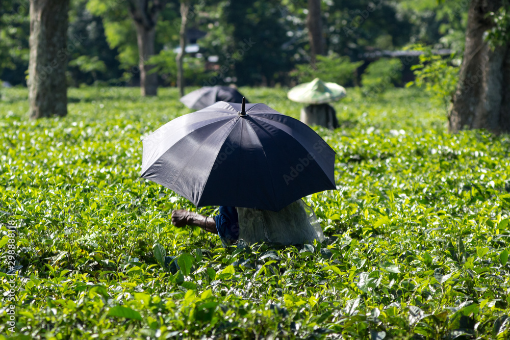 a worker with a black umbrella collects tea leaves on a plantation during a hot Sunny day
