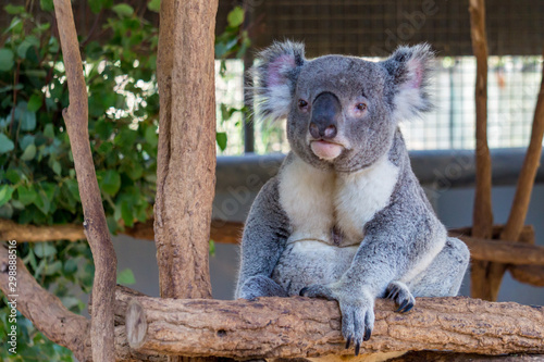 Fototapeta Naklejka Na Ścianę i Meble -  Koala (Phascolarctos cinereus) is native to eastern Australia.  Lone Pine is home to 130 koalas and is a great place to see and interact with them while visiting Brisbane, Queensland.