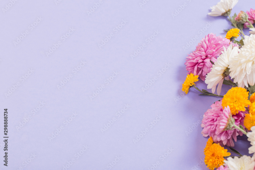 chrysanthemums on violet paper background