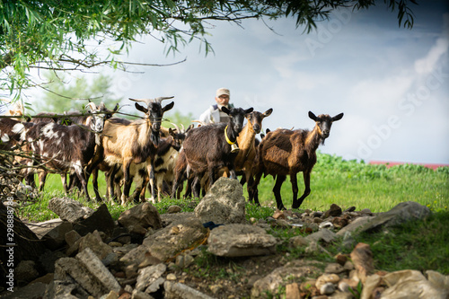 goats in natural environmnet