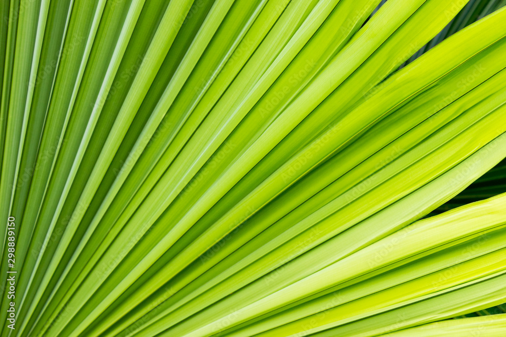 Bright background and lines of a green leaf of a palm tree. Texture of palm leaf close-up. Bright background ideal for any design ideas Bright background and lines of a green leaf of a palm tree. Texture of palm leaf close-up. Bright background ideal for any design ideas