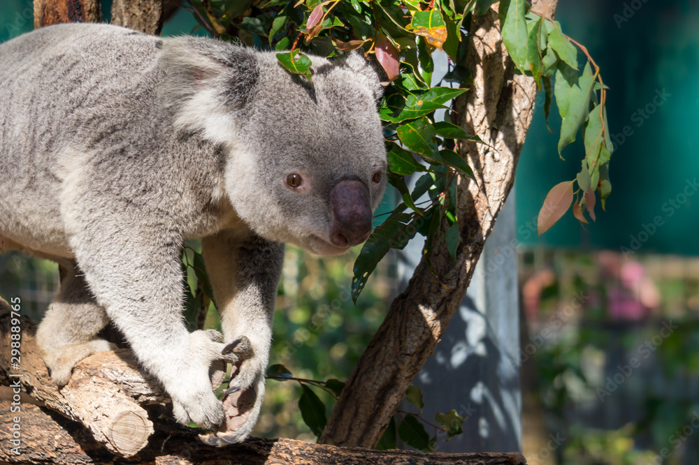 Obraz premium Koala (Phascolarctos cinereus) is native to eastern Australia. Lone Pine is home to 130 koalas and is a great place to see and interact with them while visiting Brisbane, Queensland.