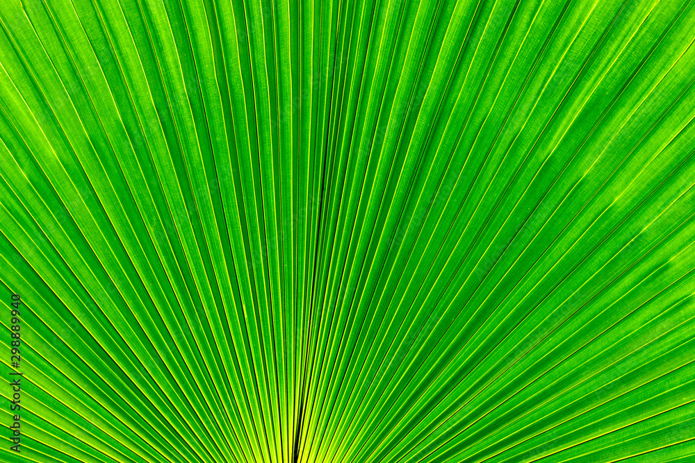 Mediterranean fan palm green leaves, texture of palm leaf close-up. Bright background ideal for any design Mediterranean fan palm green leaves, texture of palm leaf close-up. Bright background ideal for any design