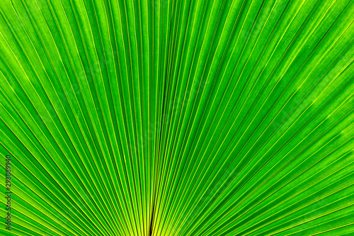 Mediterranean fan palm green leaves  texture of palm leaf close-up. Bright background ideal for any design